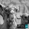 تصویر یادبود 2