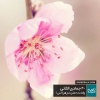 تصویر یادبود 1